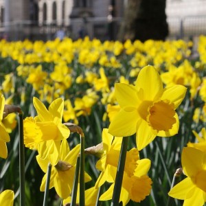 daffodils