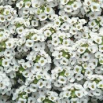 alyssum