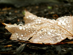 accidental_beauty_full_leaf_by_thefrogwhisperer-d5kg6a3